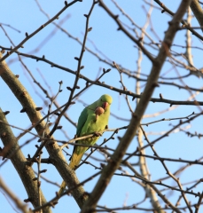 Conures Vertes 11 * 2969 x 3106 * (3.69MB)